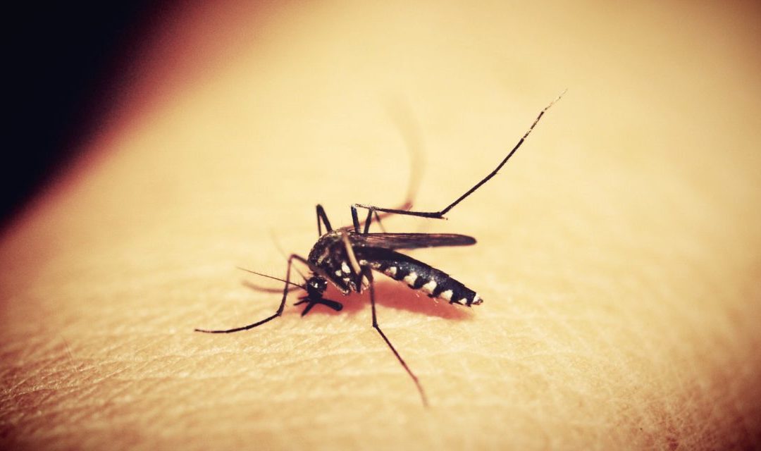 No le des lugar al Dengue