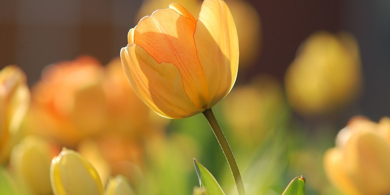 Primavera