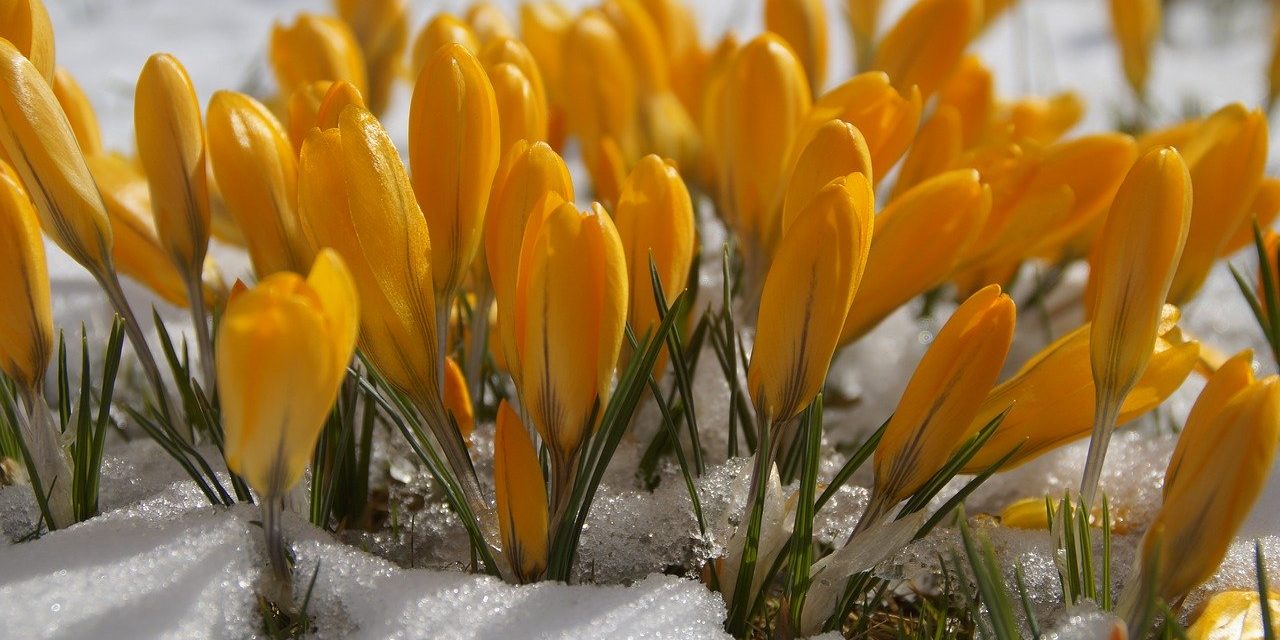 Despertar en Invierno